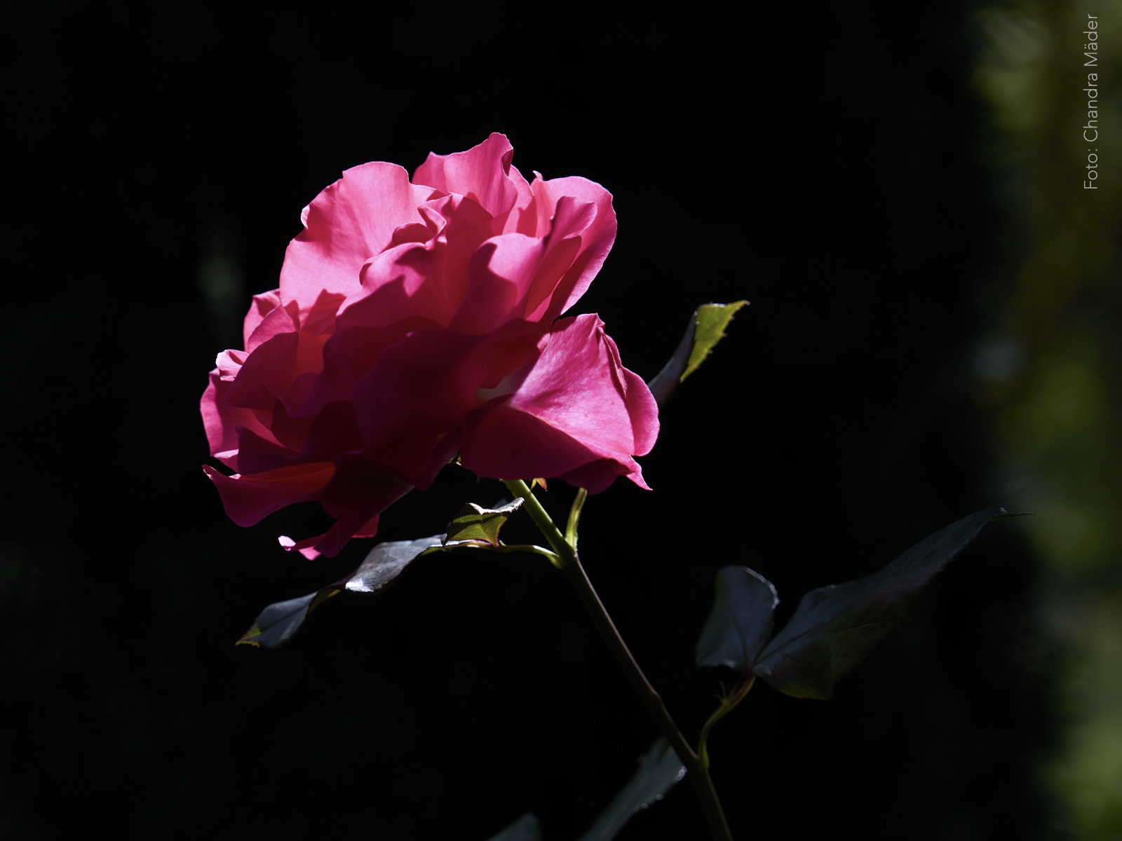 Rose chandra maeder n