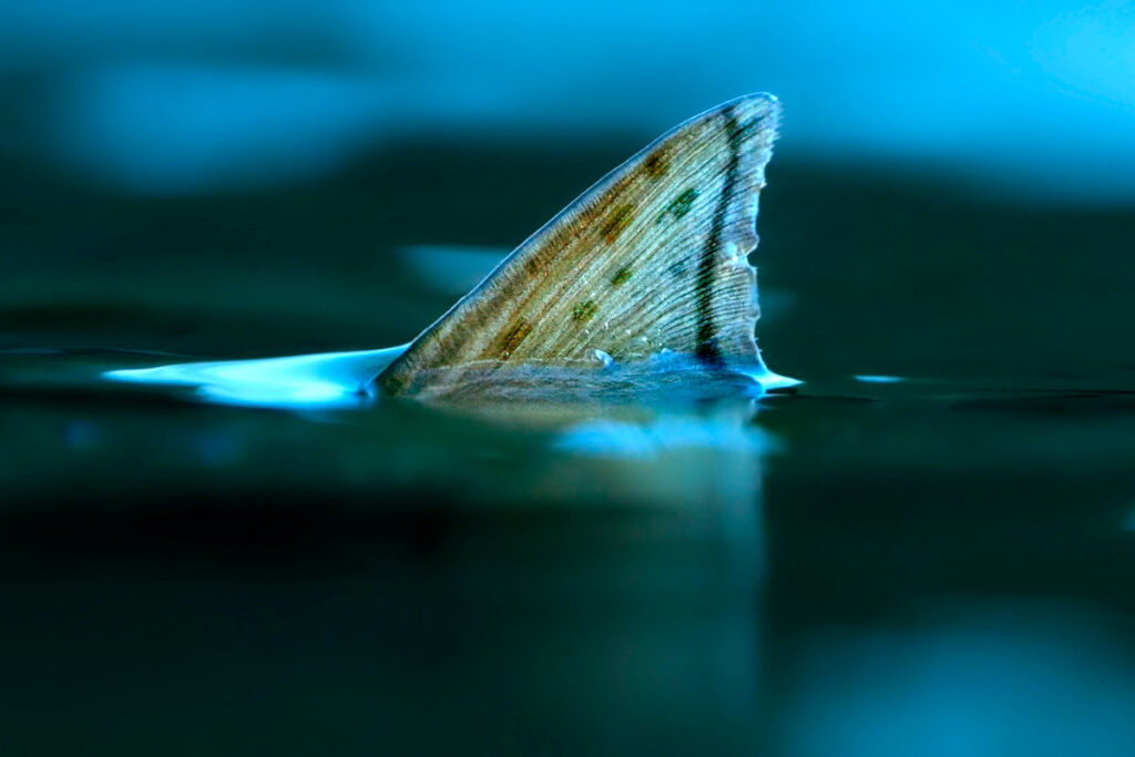 Raindrop featured image