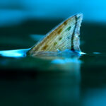 Raindrop featured image