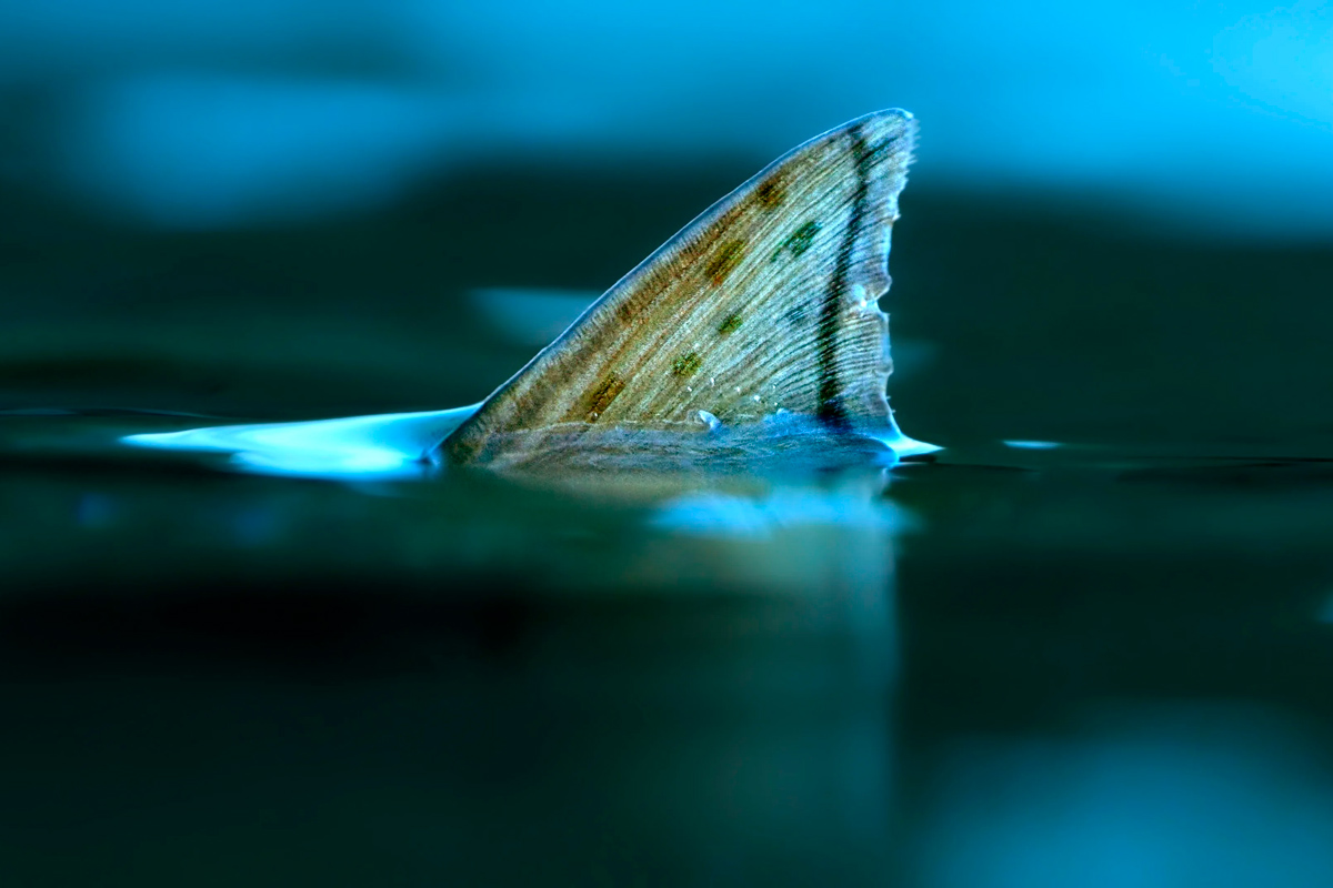 Raindrop featured image